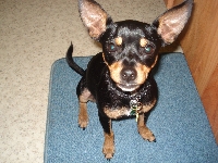 Pampered Pets ( US Cats & Dogs only )