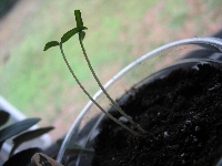 Organic Seed Swap