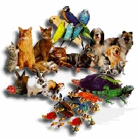 ^_^ Your PETS name^_^