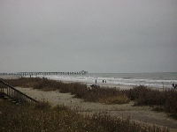 Birds,Bees and the Beach