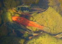Love Koi Fish!