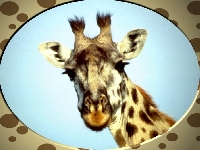 Child Friendly Swap- Daffy 4 Giraffies
