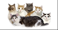 Cat Lover ATC