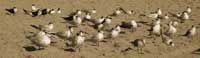 Bird Postcards