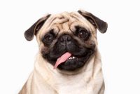 Pug ATC