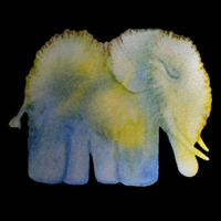 Drawing of an Elephant handmade postcards