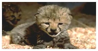 CUTE ANIMAL POSTCARD (International)