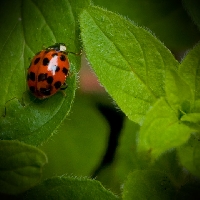 Trinkets Captured Ladybirds