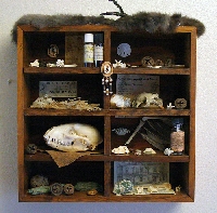 Cabinet Of Wonders Cabinet Of Wonders
