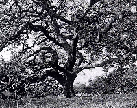 Trees and Leaves Swap