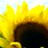 Sunflowercc