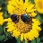 sunflower8966